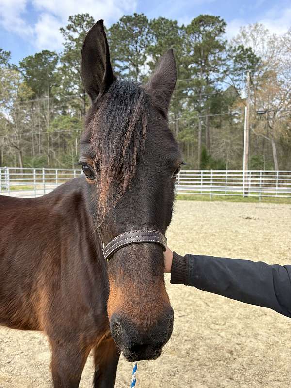 15-hand-morgan-mare