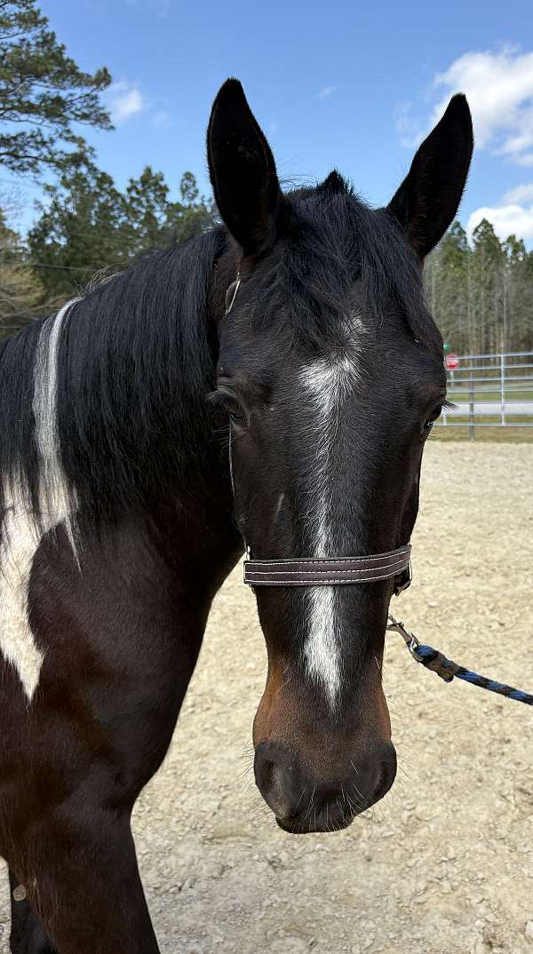 15-hand-paint-gelding