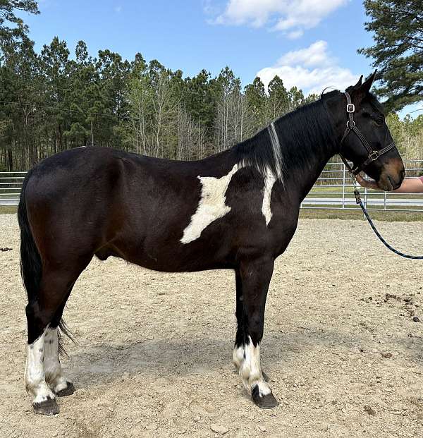 pinto-gelding-for-sale
