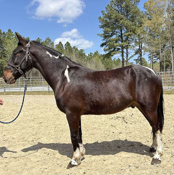 pinto-paint-gelding