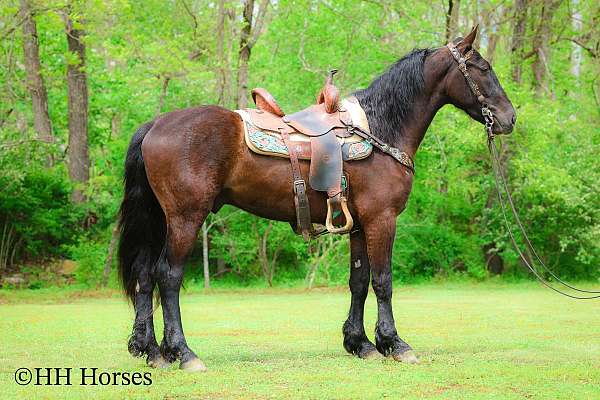 trail-class-com-friesian-horse