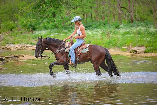 black-trail-class-com-horse