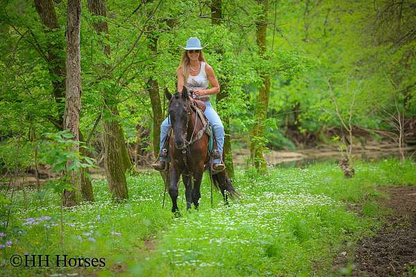 all-around-friesian-horse