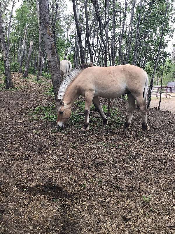 brown-clrc-colt