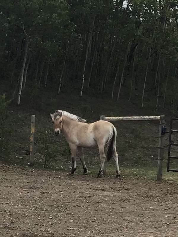 beginner-safe-kid-pony-fjord-horse