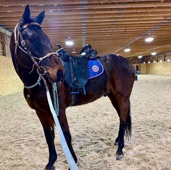 foundation-standardbred-horse