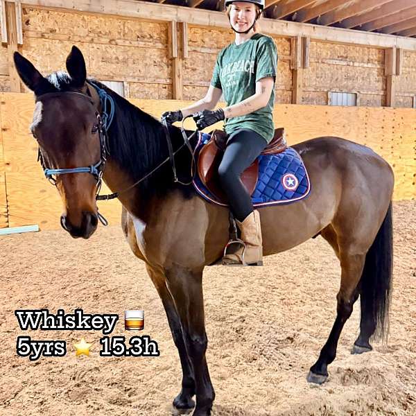 all-around-standardbred-horse