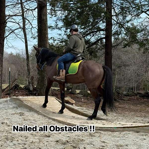 athletic-standardbred-horse