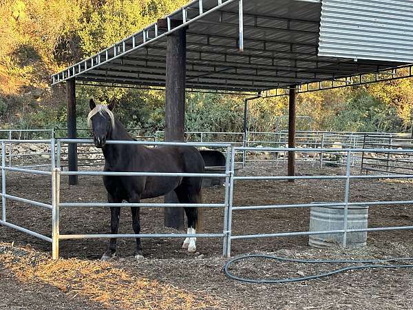 2-white-hind-socks-snip-on-nose-horse