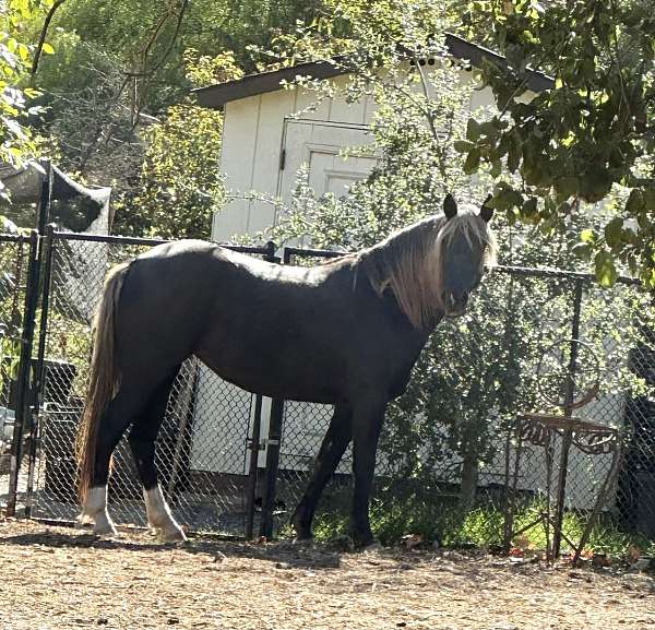 chocolate-2-white-hind-socks-snip-on-nose-horse