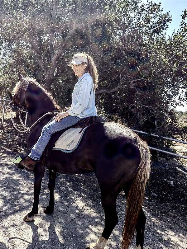 alert-rocky-mountain-horse