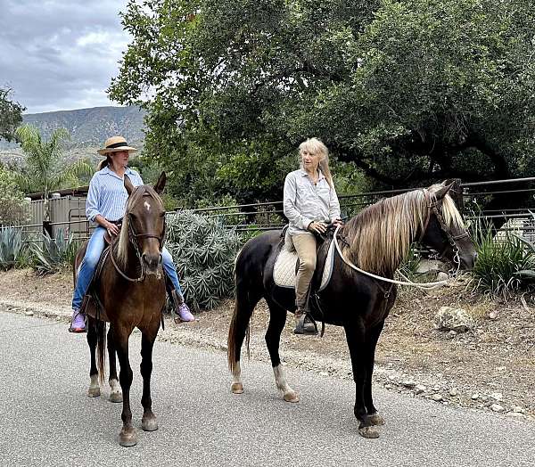 best-rocky-mountain-horse