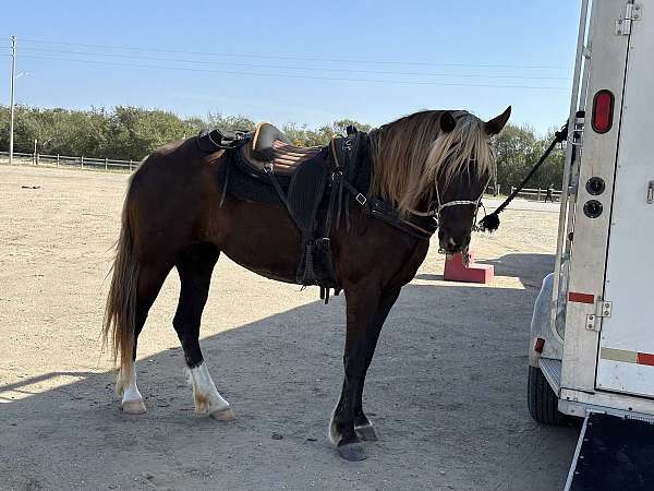 bond-rocky-mountain-horse