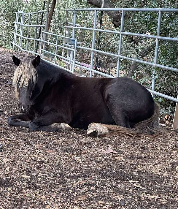 gorgeous-rocky-mountain-horse