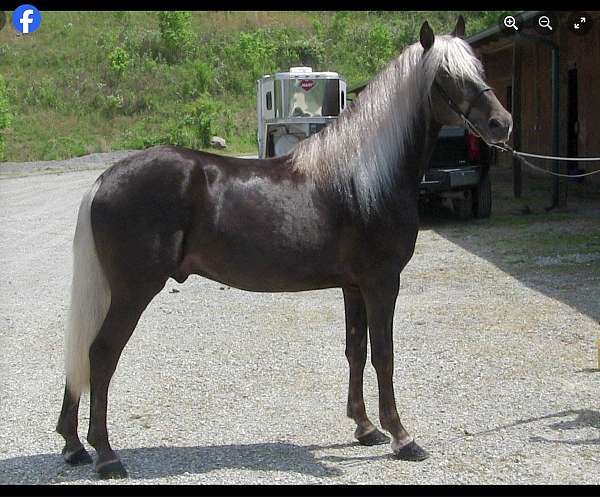 lot-rocky-mountain-horse