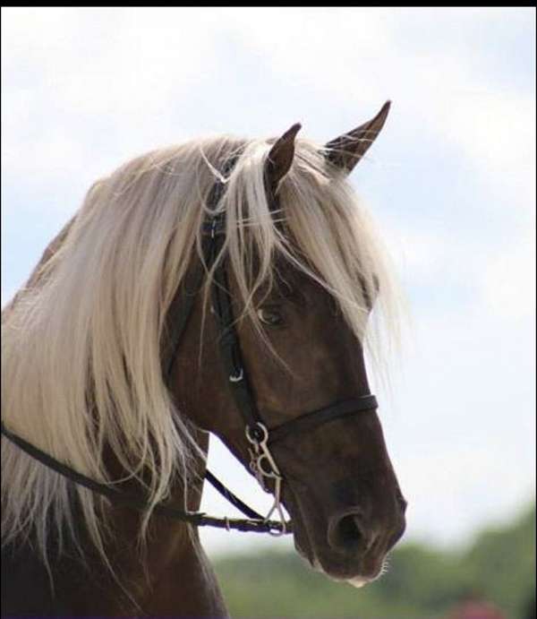 smart-rocky-mountain-horse