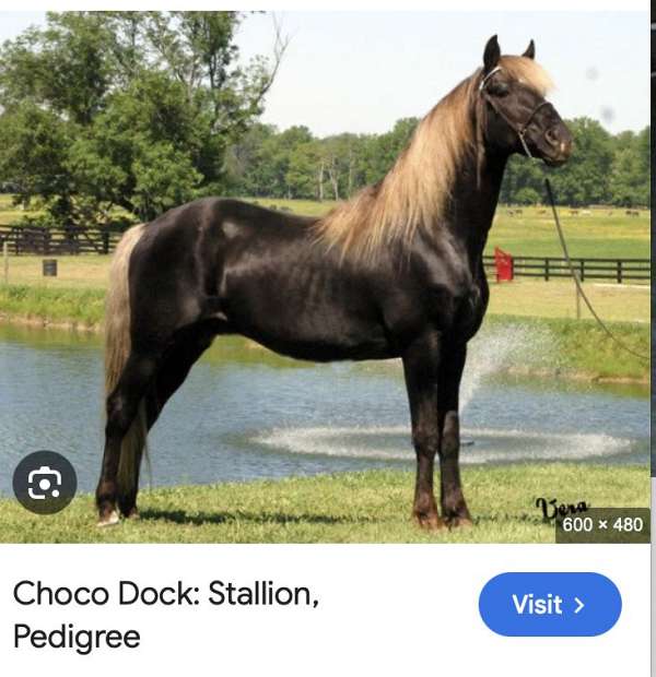super-pretty-rocky-mountain-horse