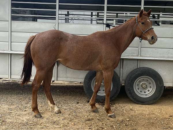 athletic-quarter-horse