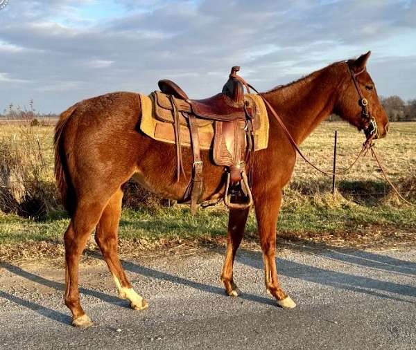 barrel-quarter-horse