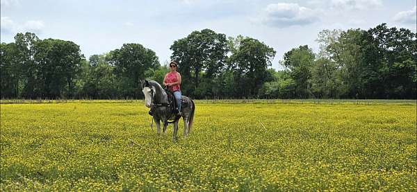 overo-see-pictures-horse