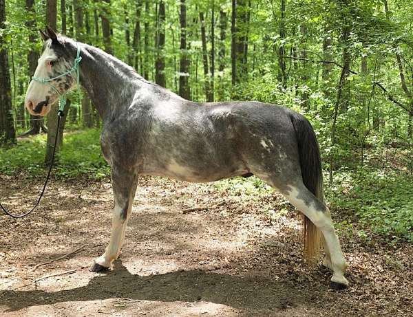 ranch-versati-tennessee-walking-horse