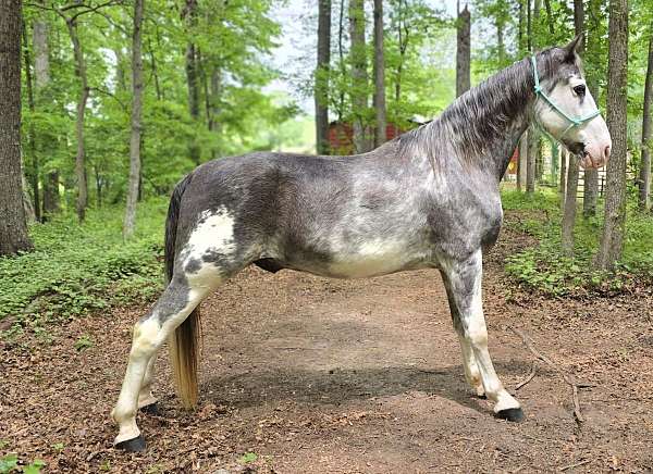 overo-pacing-horse
