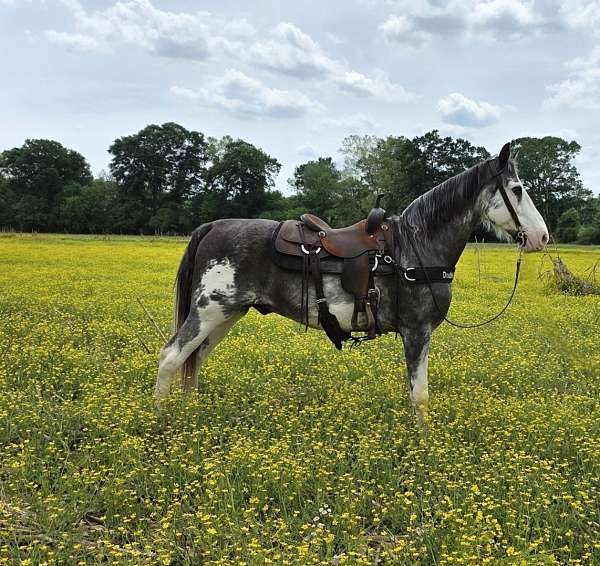 overo-ranch-versati-horse