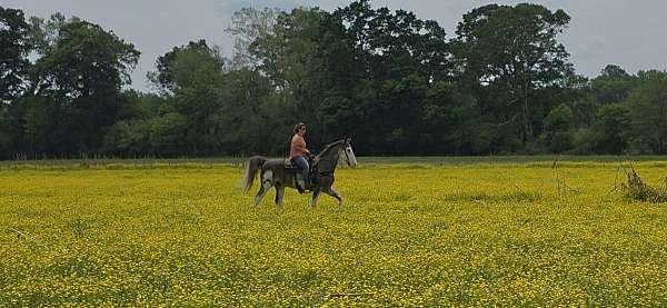 see-pictures-horse