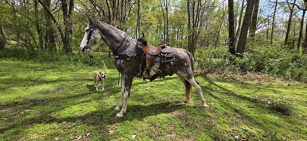 gaited-horse-tennessee-walking