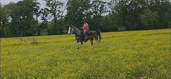 trail-gaited-horse-tennessee-walking