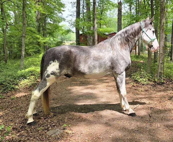 show-horse-tennessee-walking