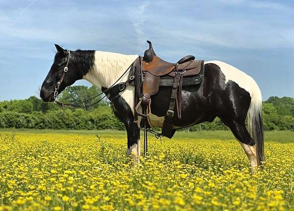 trail-gaited-horse-spotted-saddle