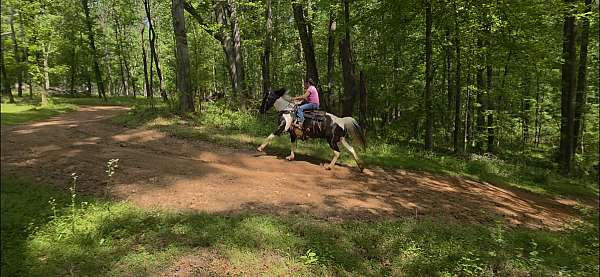 trained-gaited-horse-spotted-saddle