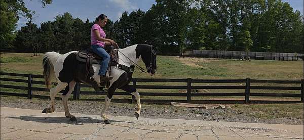paint-horse-spotted-saddle