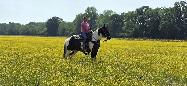 traine-spotted-saddle-horse