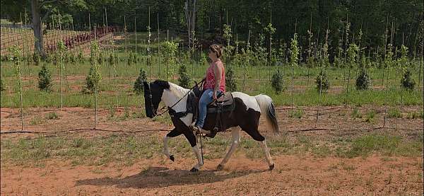 see-pictures-horse