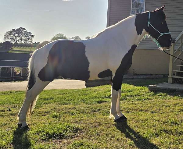 gaited-horse-spotted-saddle