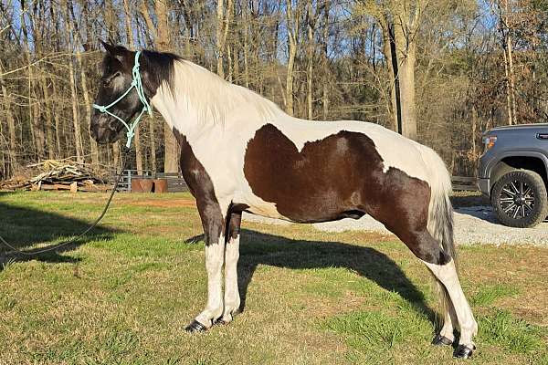 show-horse-spotted-saddle