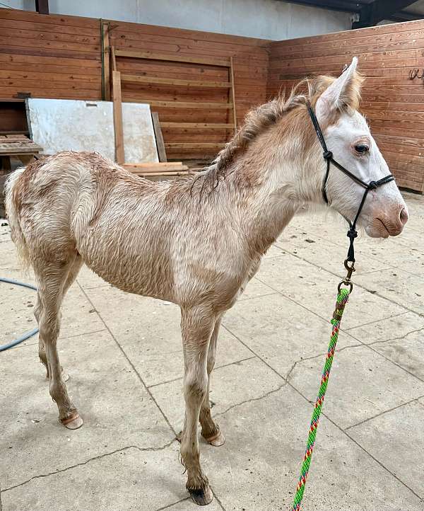 beginner-halter-colt