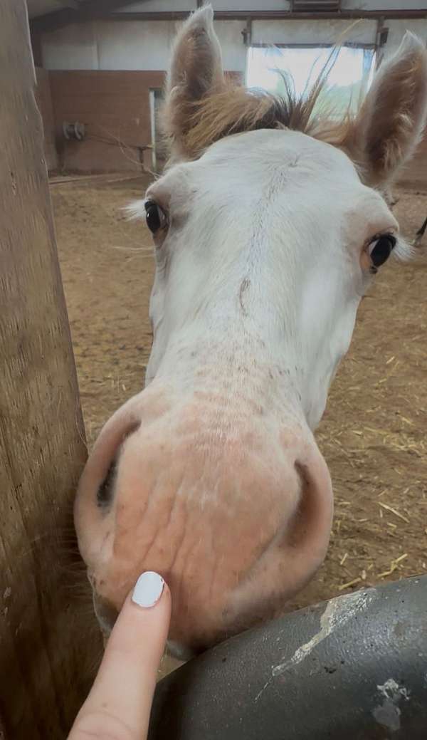 gypsy-vanner-horse-for-sale