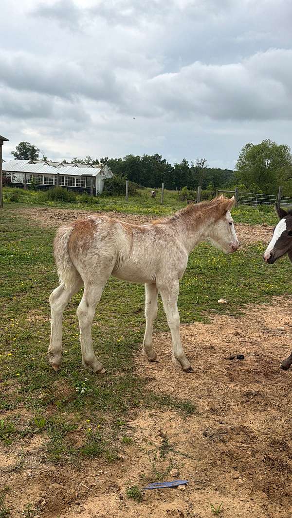 gypsy-vanner-colt