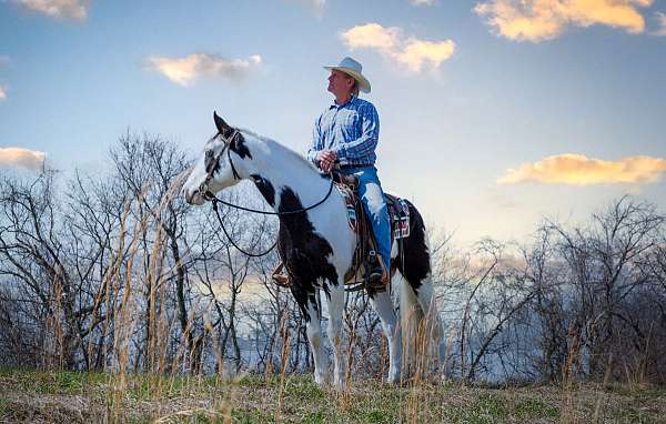 missourifoxtrotter-missouri-fox-trotter-horse
