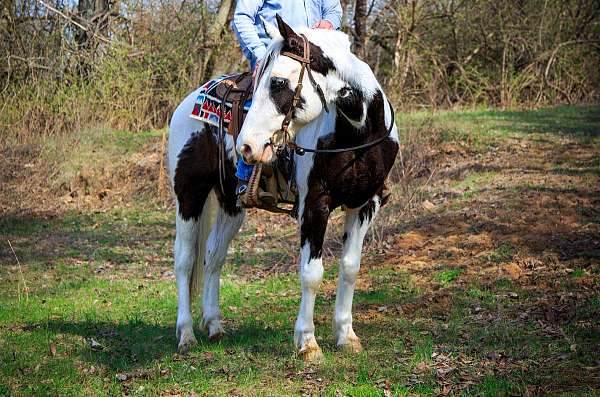 online-horse-sales-missouri-fox-trotter