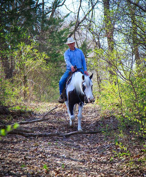 kid-safe-horse-missouri-fox-trotter