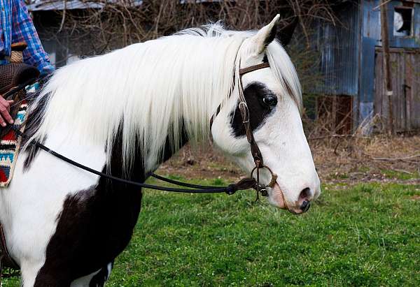 mftba-missouri-fox-trotter-horse