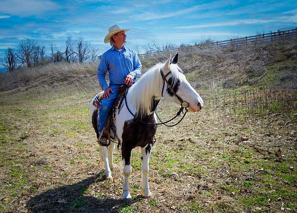 tovero-missouri-fox-trotter-gelding