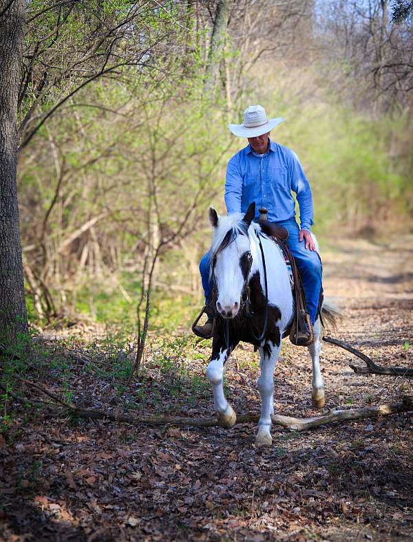 online-horse-sales-gelding
