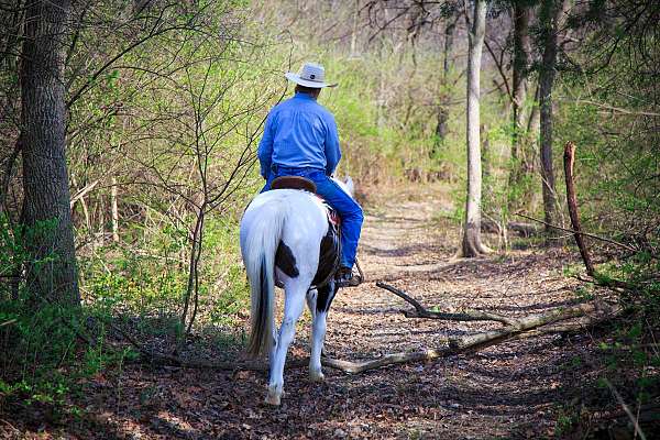 missourifoxtrotter-gelding