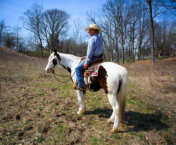 tovero-field-trial-horse