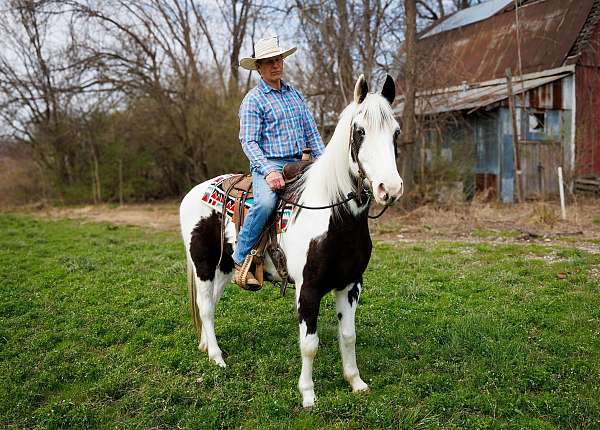 tovero-pony-club-horse